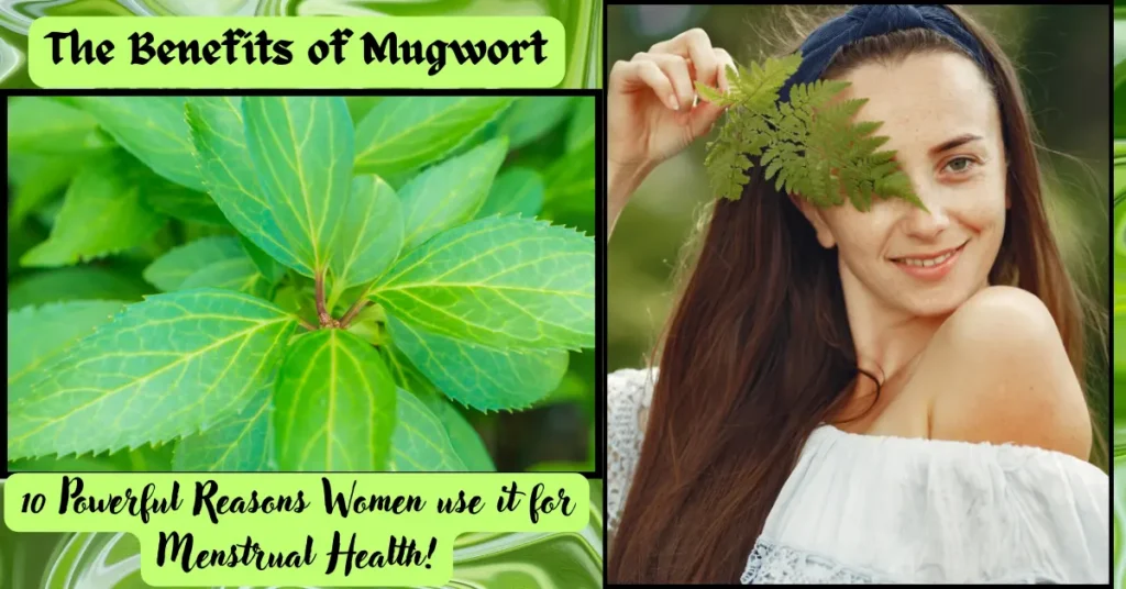 Benefits of Mugwort